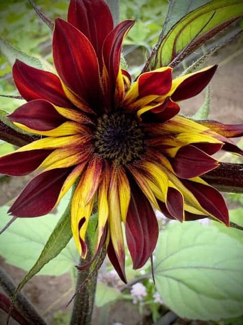 Sunflower Seed Moulin Rouge (Helianthus annuus) - Image 8