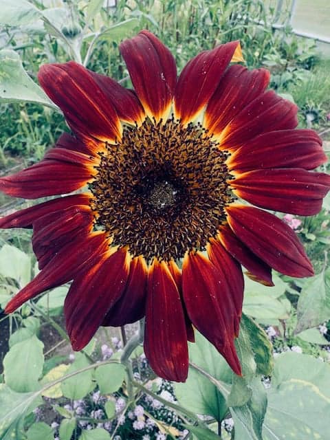 Sunflower Seed Moulin Rouge (Helianthus annuus) - Image 7