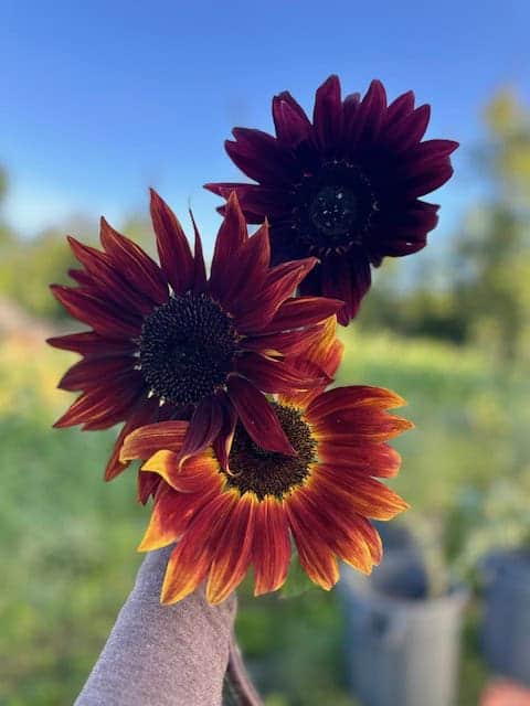 Sunflower Seed Moulin Rouge (Helianthus annuus) - Image 6
