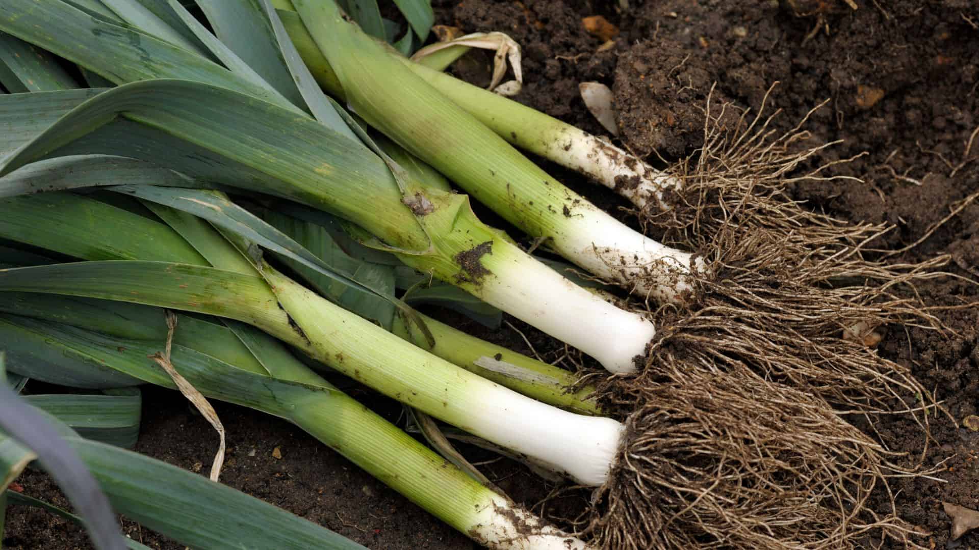 Leek King Richard Seed (Allium ampeloprasum var. porrum) - Image 4