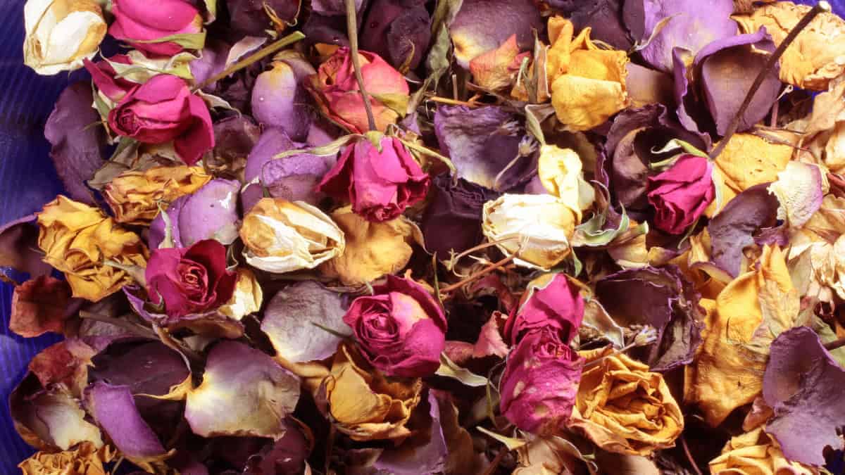 Alaska Simmer Pot - Image 7