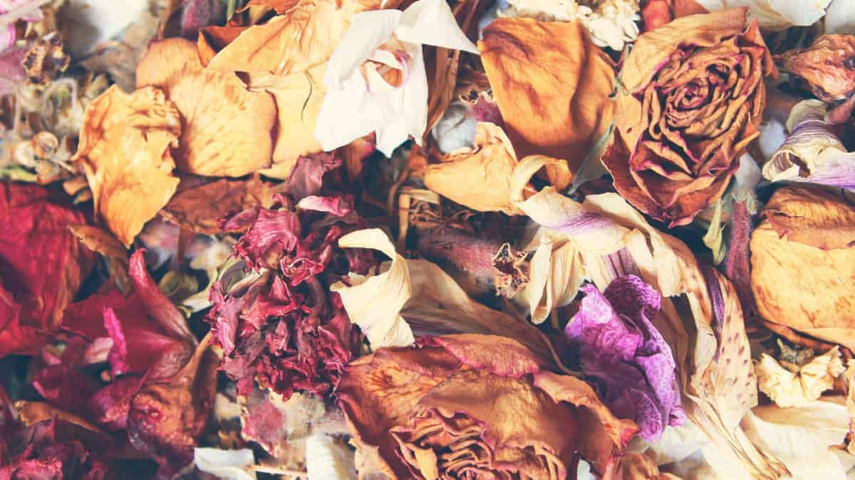 Alaska Simmer Pot - Image 5