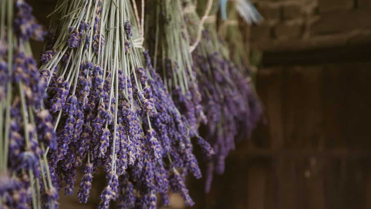 Alaska Simmer Pot - Image 3