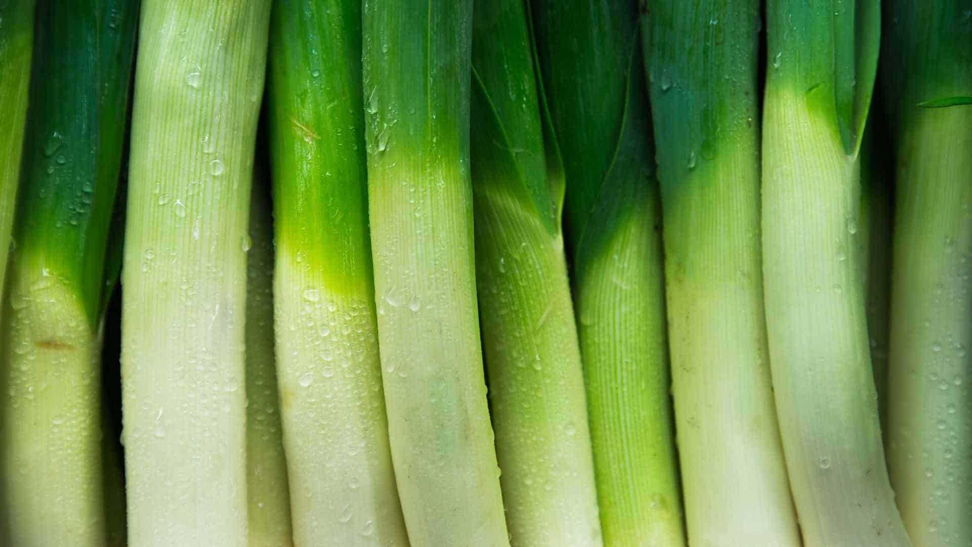 Leek King Richard Seed (Allium ampeloprasum var. porrum) - Image 3