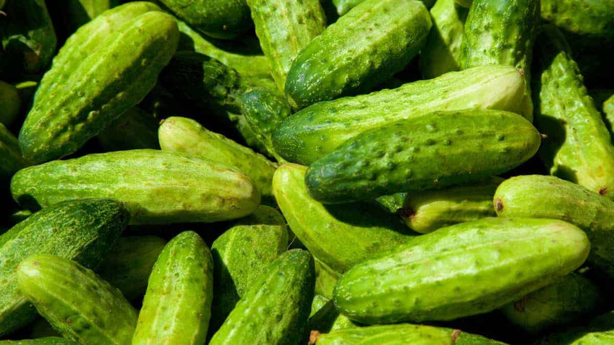 A Practical Start Spring Seed Starting Course (Seeds Included)