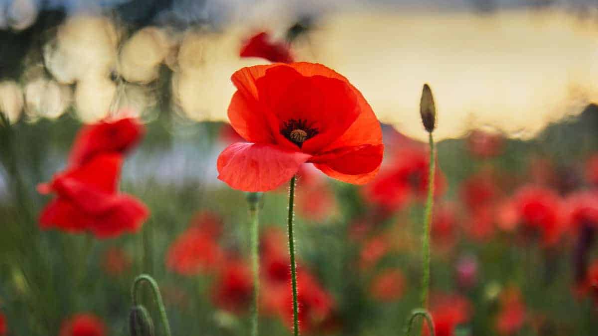 Red Corn Poppy Seed (Papaver rhoeas)
