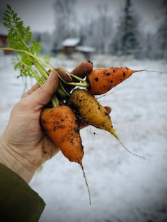 Carrot Chataney Red Core Seed - Image 2