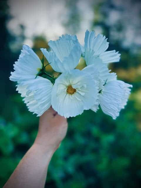Cosmos Seed Blend