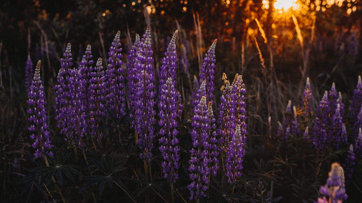Lupine