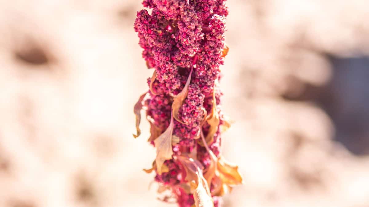 Cherry Vanilla Quinoa (Chenopodium quinoa) - Image 2