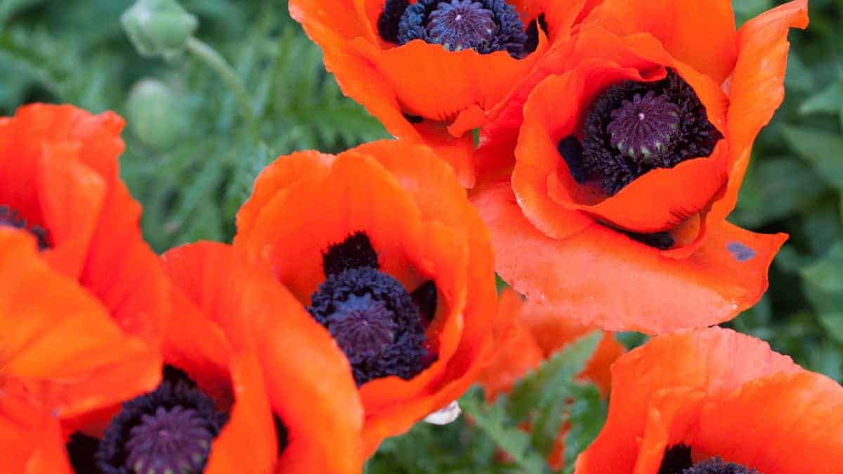 Perennial Poppy Oriental (Papaver orientale)