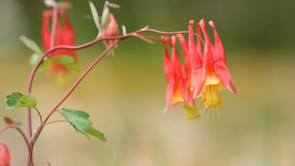 Western Columbine Alaska Native Flower (Aquilegia formosa)