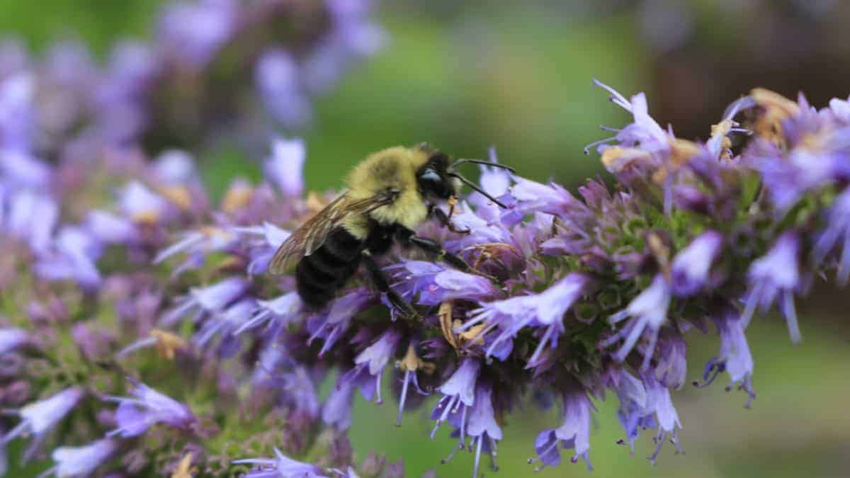 Hyssop (Hyssopus officinalis) - Image 3