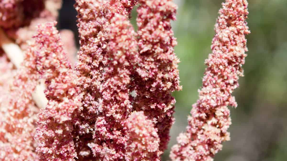 Cherry Vanilla Quinoa (Chenopodium quinoa) - Image 3