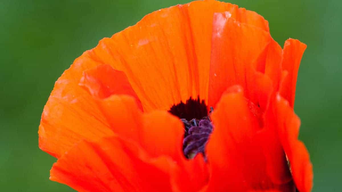 Perennial Poppy Oriental (Papaver orientale) - Image 2
