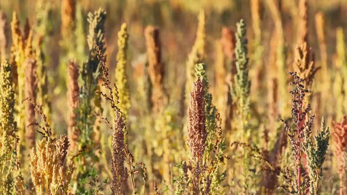 Cherry Vanilla Quinoa (Chenopodium quinoa) - Image 4