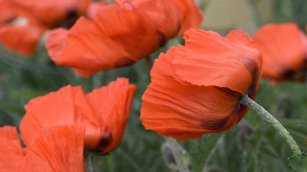 Perennial Poppy Oriental (Papaver orientale) - Image 3