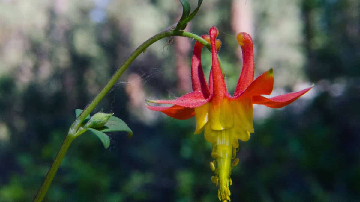 Western Columbine Alaska Native Flower (Aquilegia formosa) - Image 5