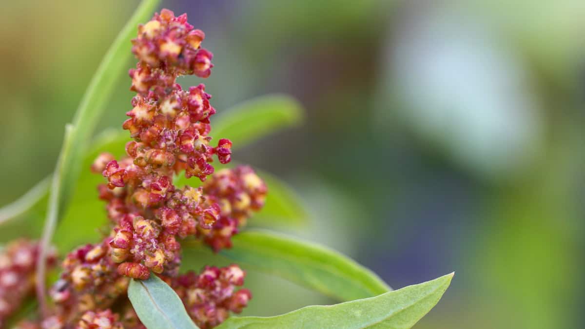 Cherry Vanilla Quinoa (Chenopodium quinoa)