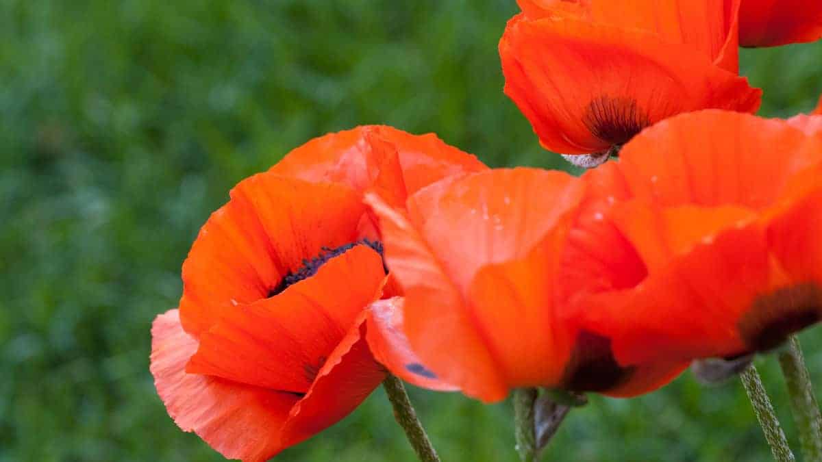 Perennial Poppy Oriental (Papaver orientale) - Image 4