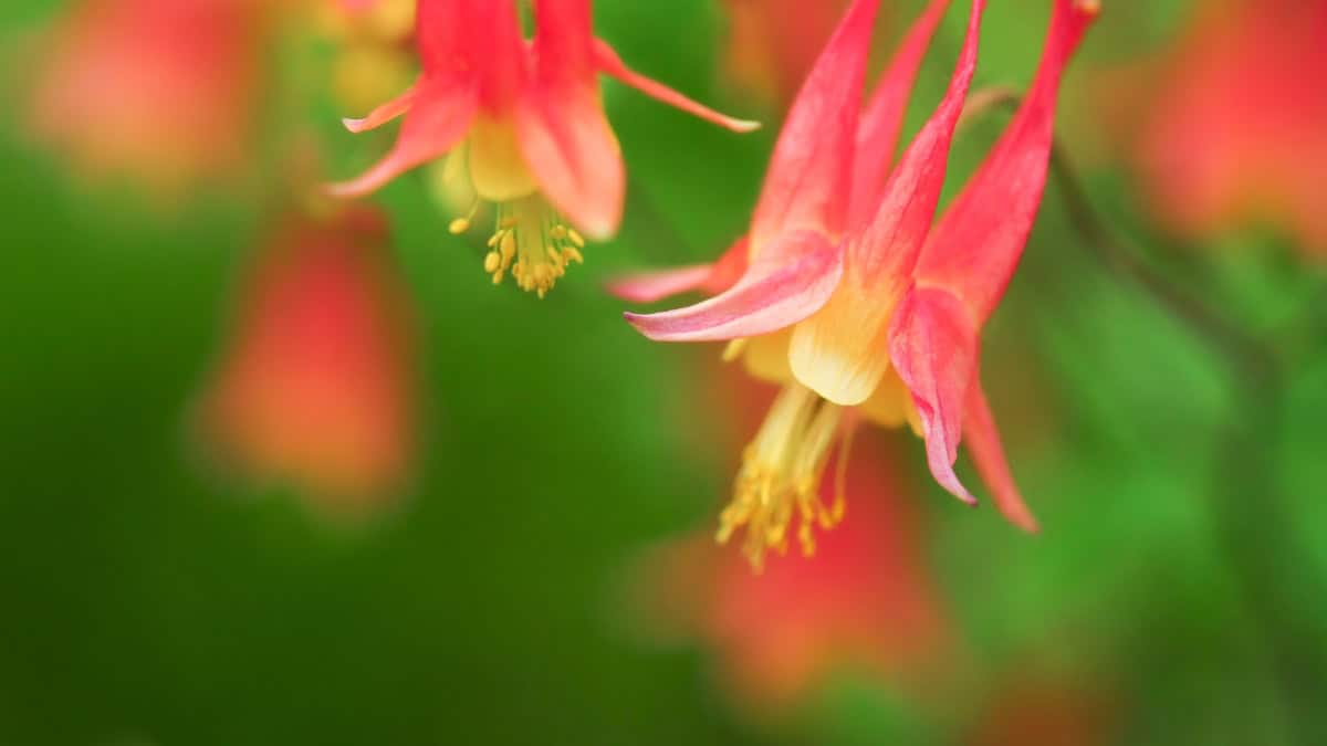 Western Columbine Alaska Native Flower (Aquilegia formosa) - Image 6