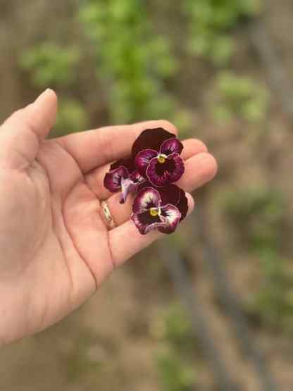 Pansy Frilled Raspberry (Viola x wittrockiana) - Seeds and Soil Farm