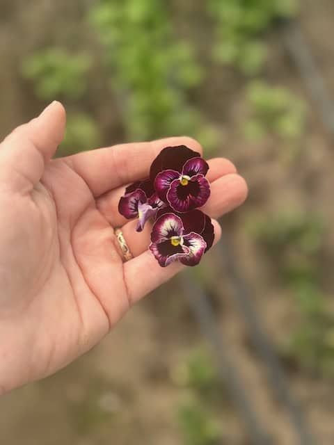 Pansy Frilled Raspberry (Viola x wittrockiana) - Image 2
