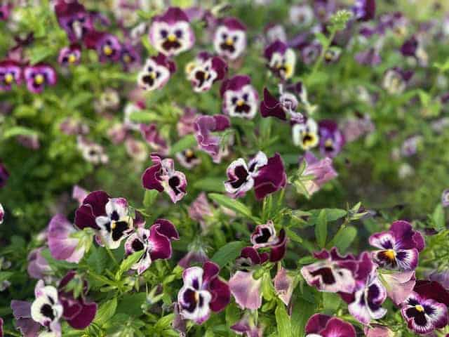 Pansy Frilled Raspberry (Viola x wittrockiana)