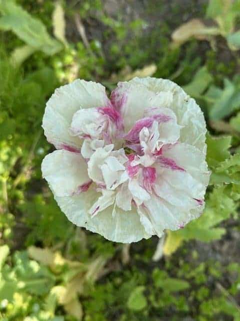 Peony Poppy Flemish Antique (Papaver somniferum) - Image 5