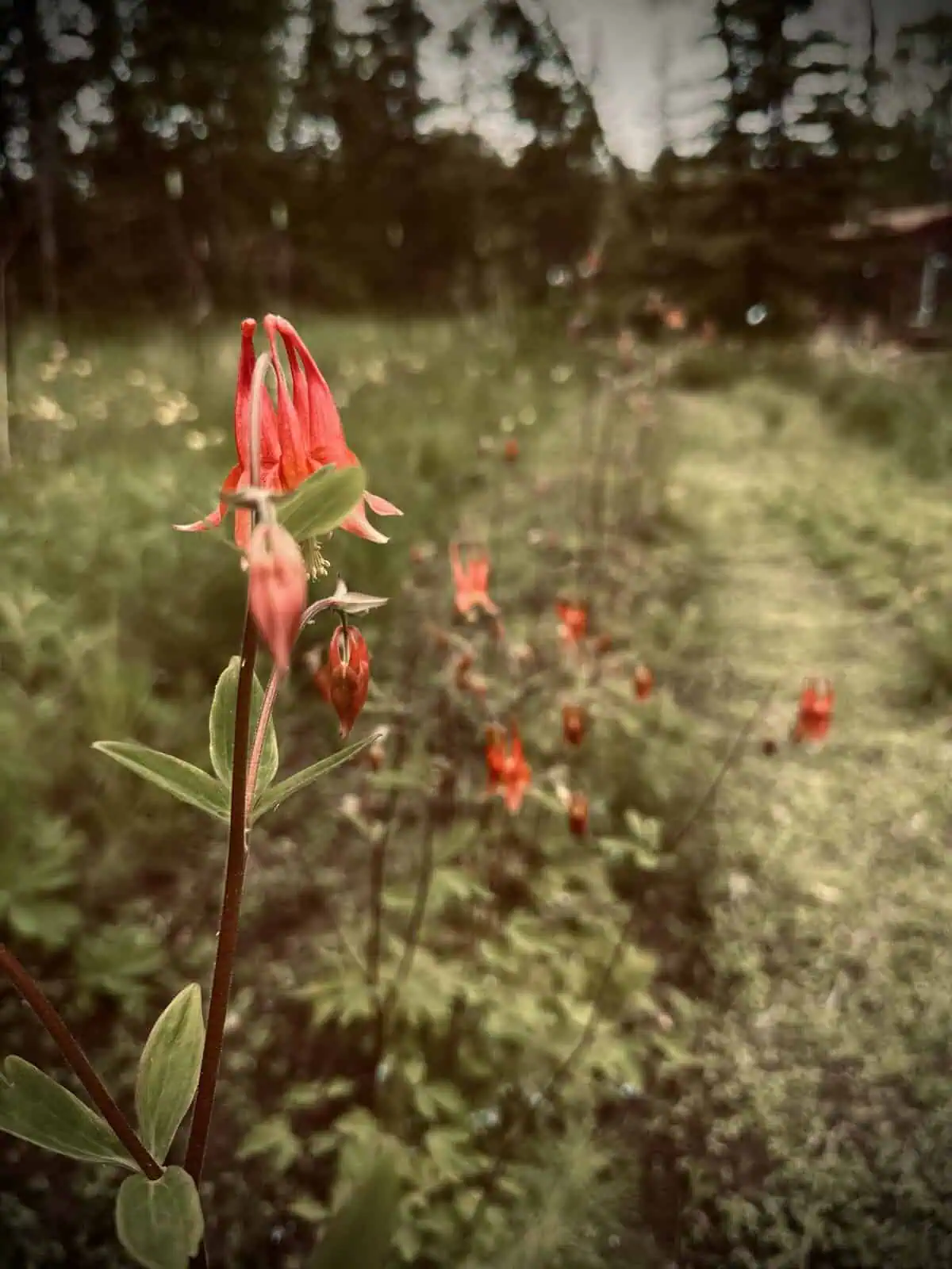 Western Columbine Alaska Native Flower (Aquilegia formosa) - Image 2