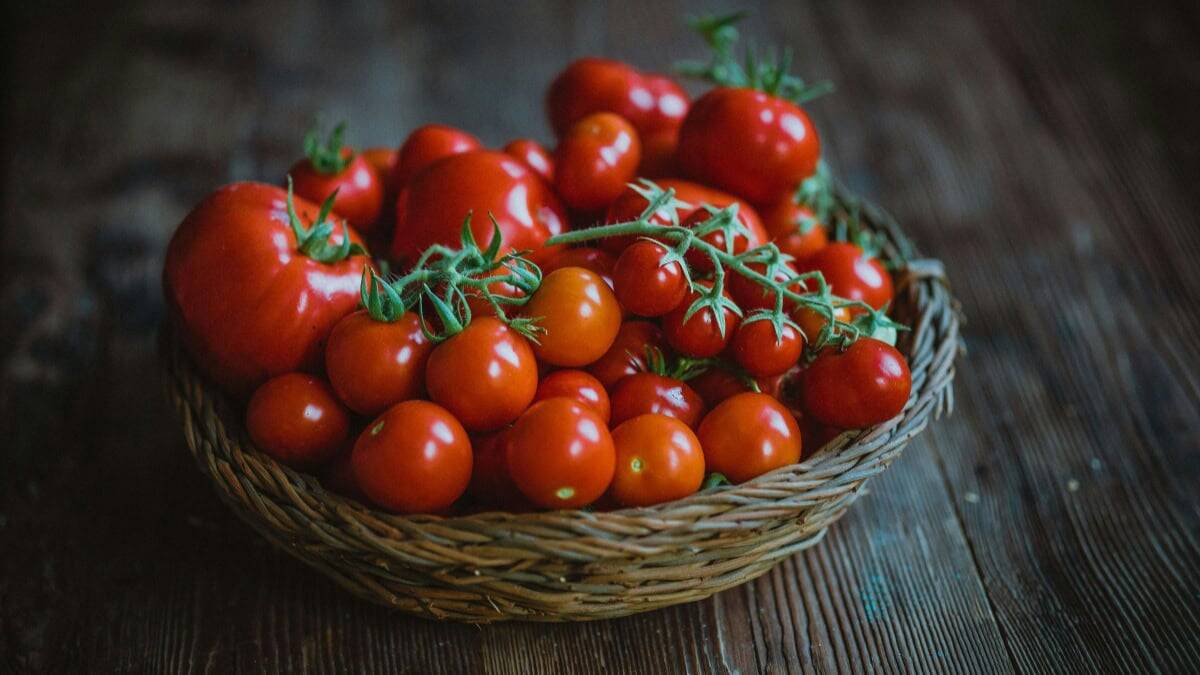 Tomato Annarita Winter Italian Pomodoro d’Inverno (Solanum lycopersicum)