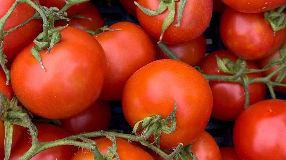 Tomato Annarita Winter Italian Pomodoro d’Inverno (Solanum lycopersicum) - Image 3