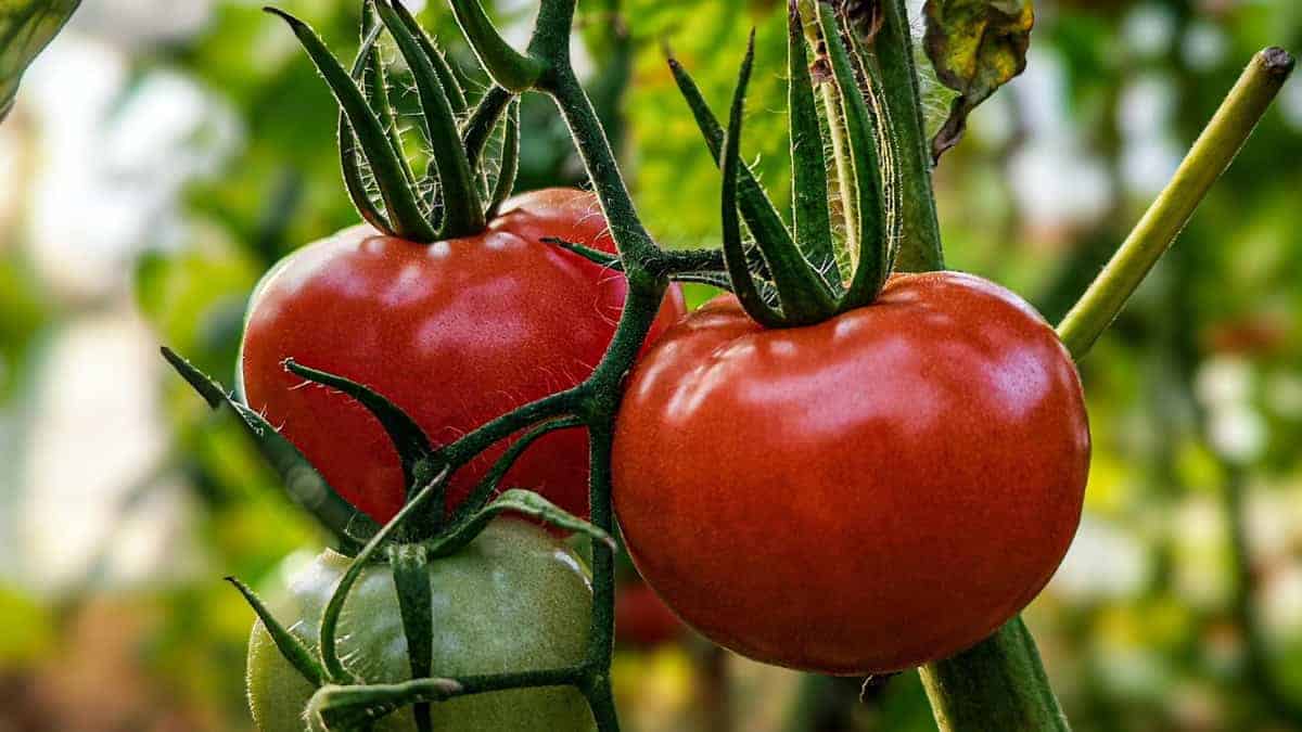 Tomato Mortgage Lifter - Image 2