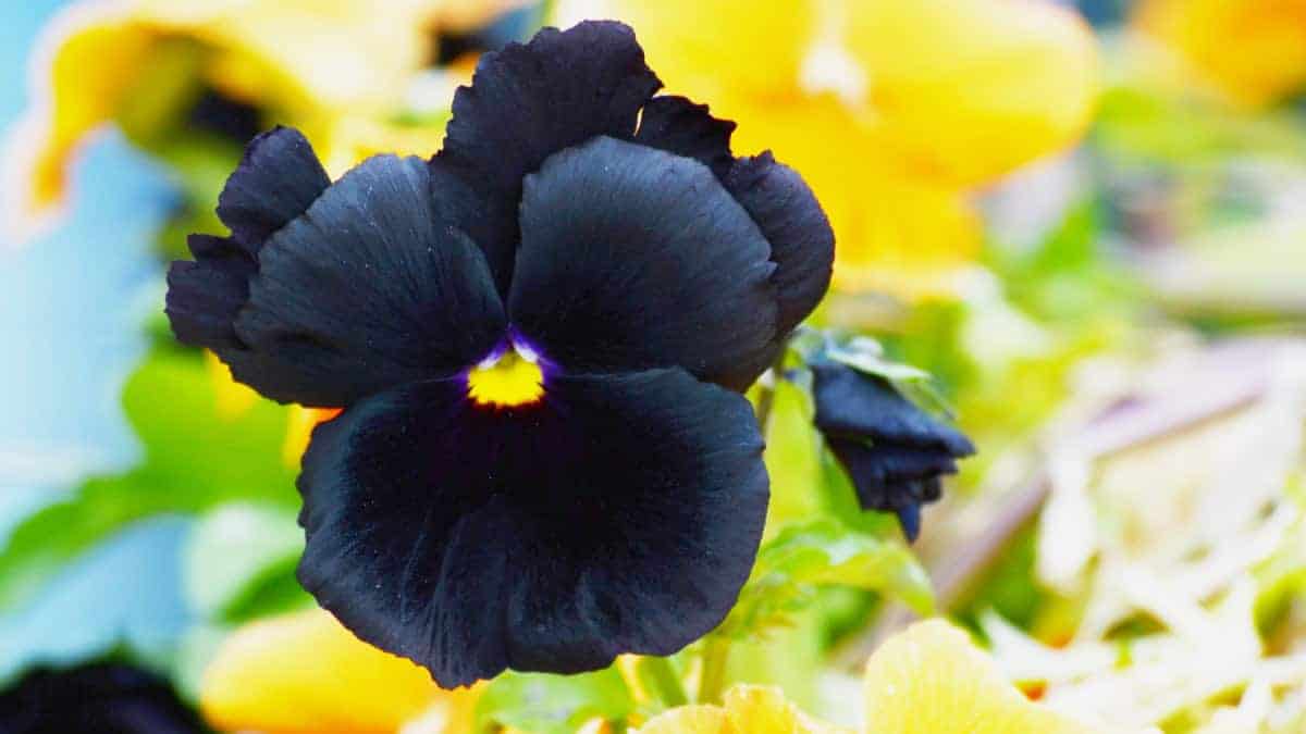 Black Pansy - Image 7