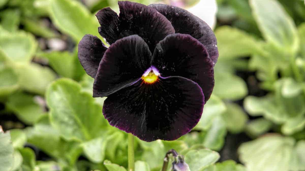 Black Pansy - Image 6