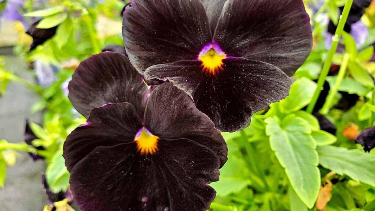 Black Pansy - Image 5