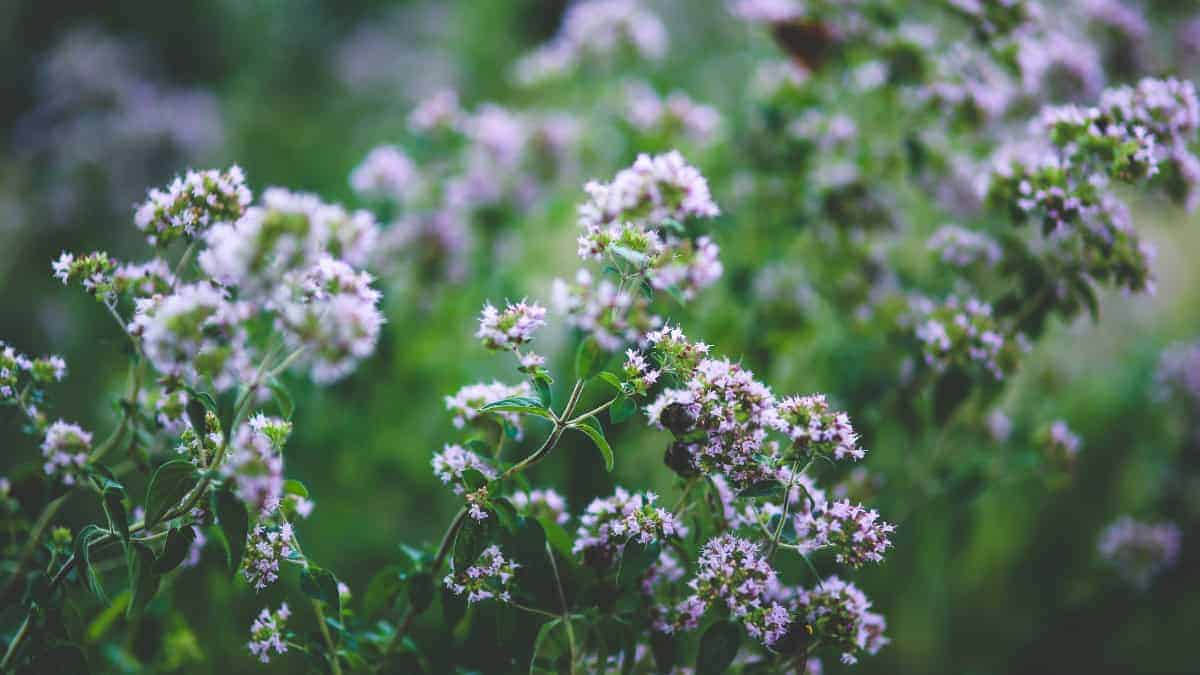 Oregano The Heart of Every Herb Garden - Image 5