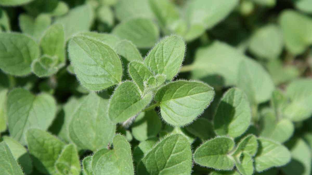Oregano The Heart of Every Herb Garden - Image 4