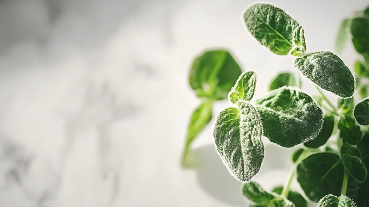 Oregano The Heart of Every Herb Garden - Image 3