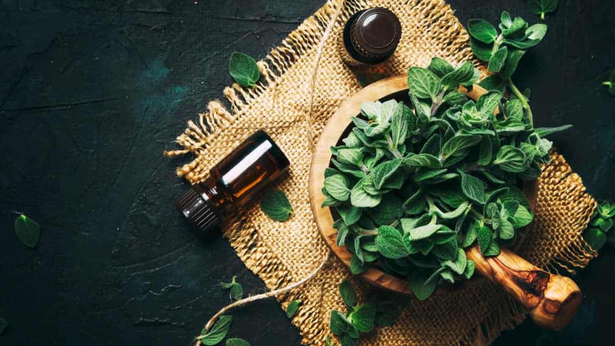 Oregano The Heart of Every Herb Garden