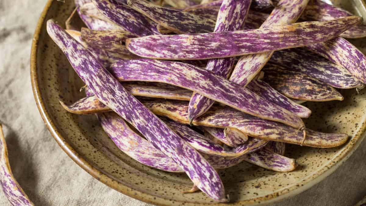 Alaska Seed Starting Class Saturday March 7th 1PM Palmer, Alaska