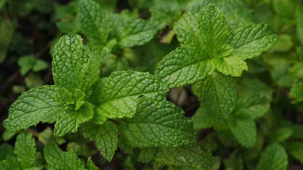 Mint Seed (Spearmint) - Image 4