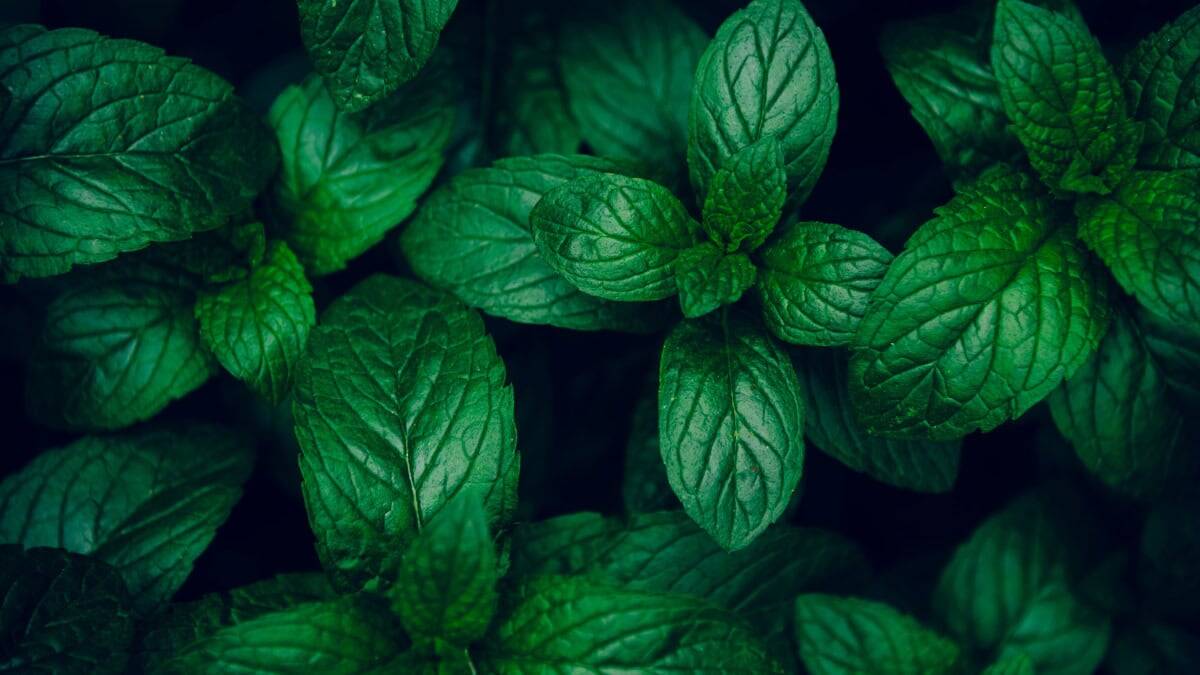 Mint Seed (Spearmint)
