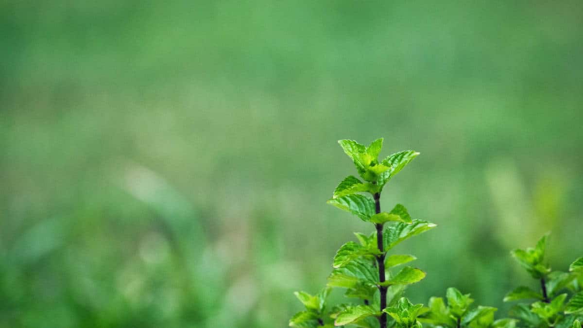 Mint Seed (Spearmint) - Image 2