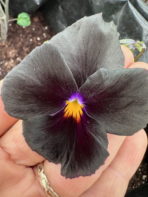 Black Pansy - Image 3
