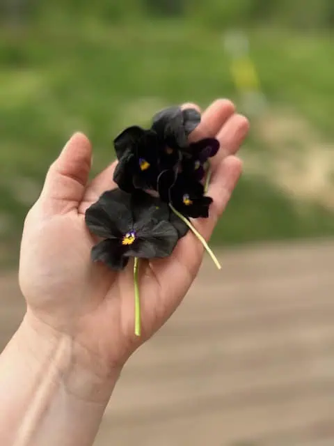Black Pansy