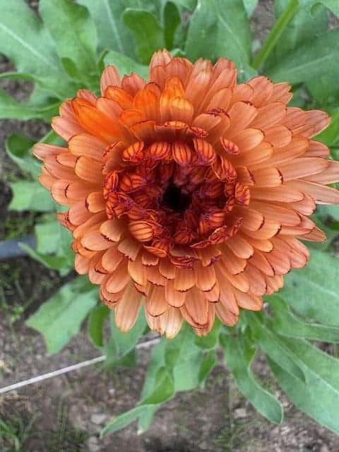 Calendula Orange Flash: A sunset in every bloom - Image 8