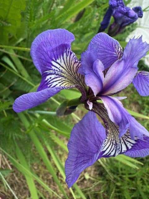 Alaska Wildflower Seed Mix Fireweed, Forget me not, Lupine, Yarrow, and Iris - Image 8