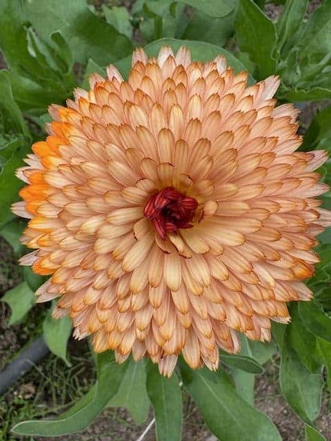 Calendula Orange Flash: A sunset in every bloom - Image 7