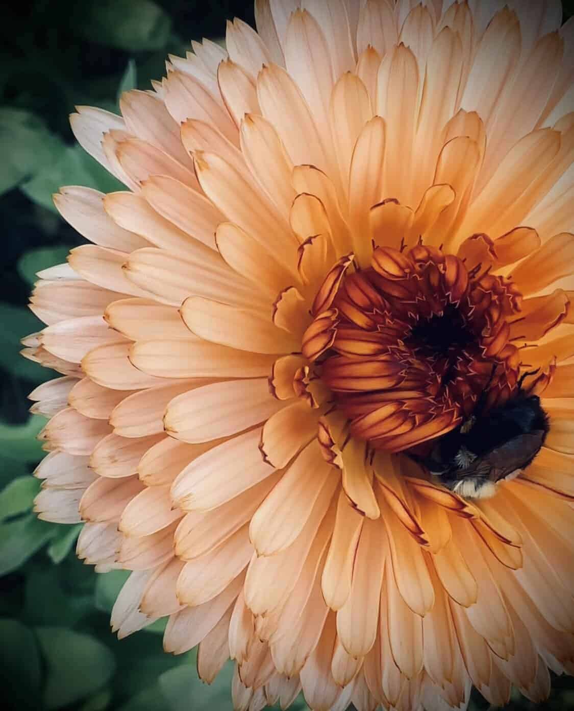Calendula Orange Flash: A sunset in every bloom - Image 6